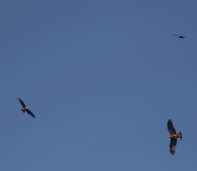 Прикрепленное изображение: IMG_2646_w.jpg